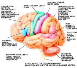 Локализация функций в коре мозга