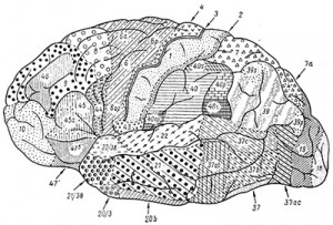 Зоны головного мозга